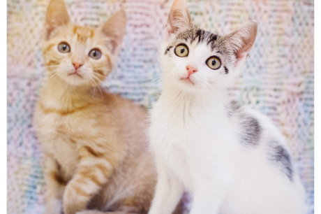 Photo of two kittens