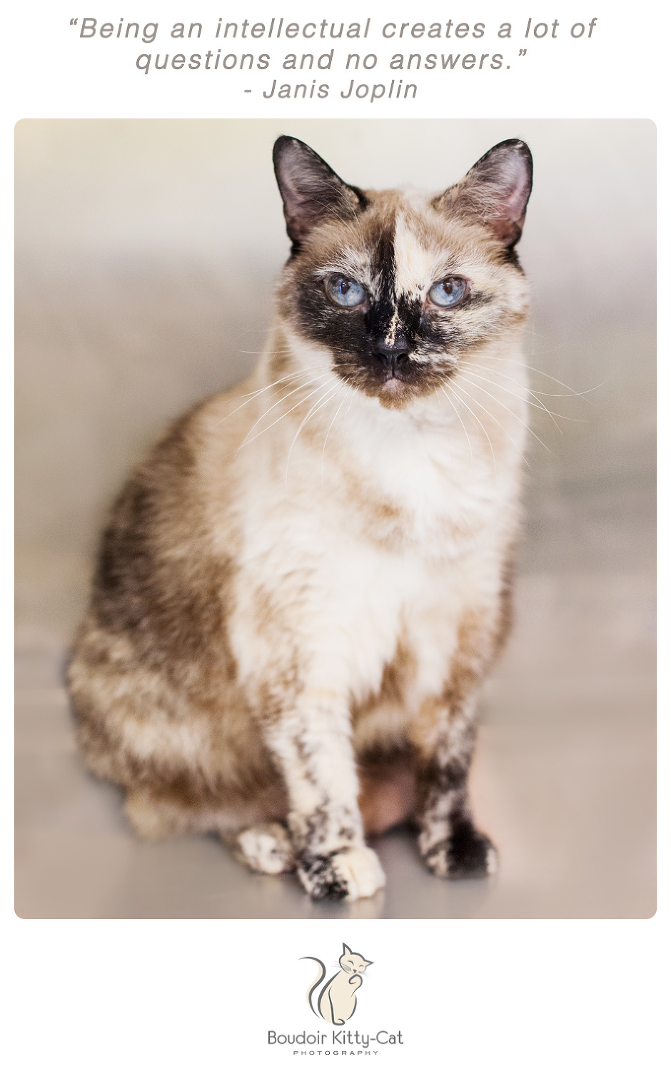 Photo of a Siamese cat