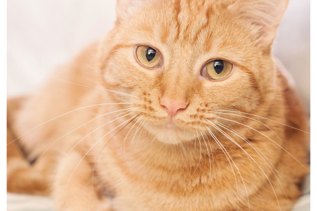 Photo of an orange tabby cat