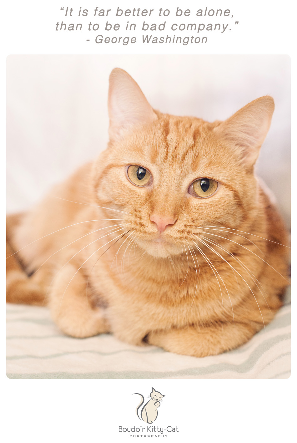 Photo of an orange tabby cat