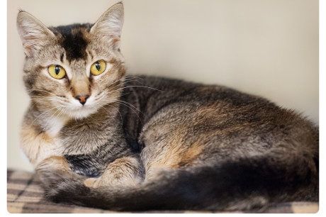 Photo of an Abyssinian cat