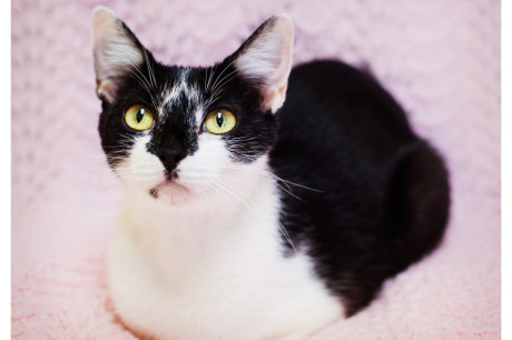 Photo of a black and white cat