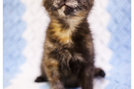 Photo of a torti kitten