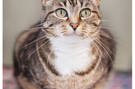 Photo of a brown and white tabby cat