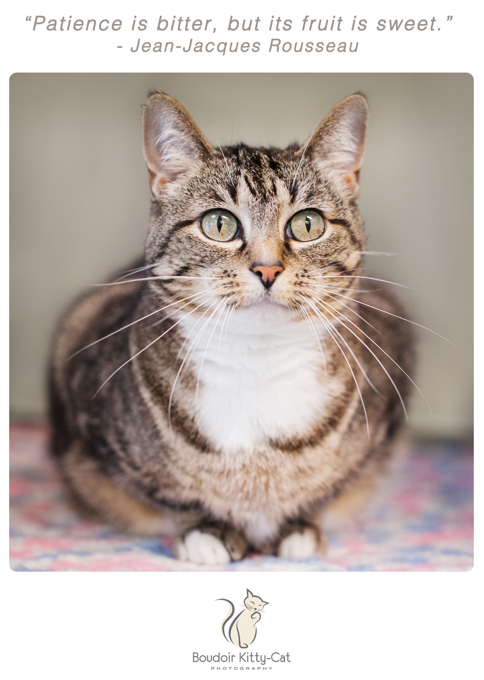 Photo of a brown and white tabby cat