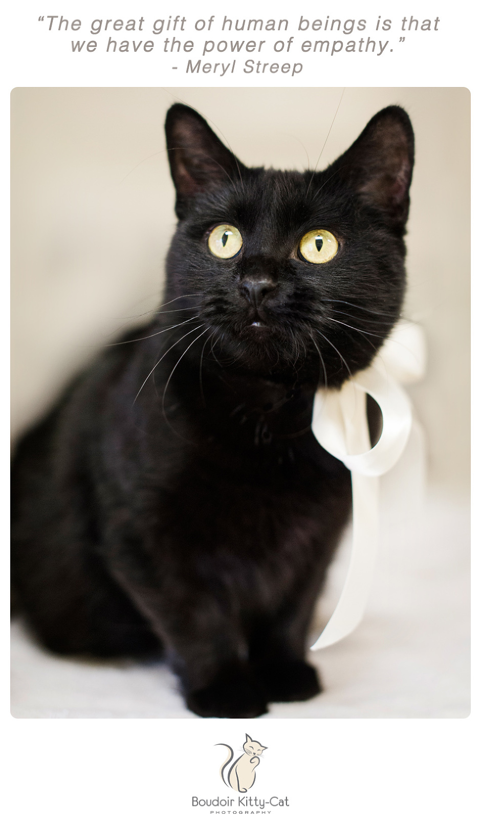 Photo of a young black cat wearing a ribbon