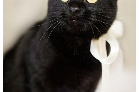 Photo of a young black cat wearing a ribbon