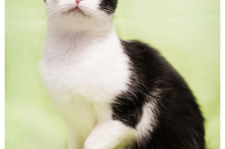 Photo of a black and white cat