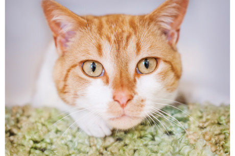 Photo of an orange and white tabby cat