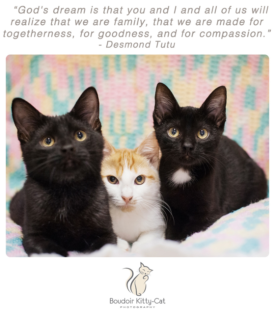 Photo of two black kittens and an orange and white kitten