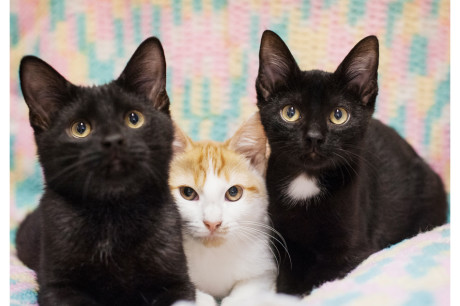 Photo of two black kittens and an orange and white kitten