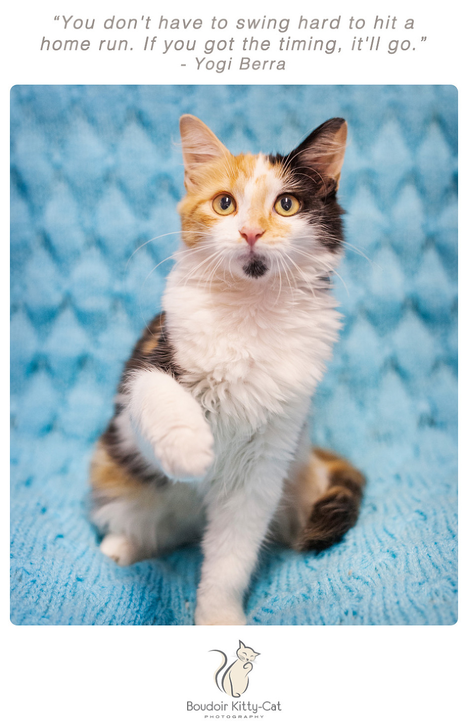 Photo of a calico cat