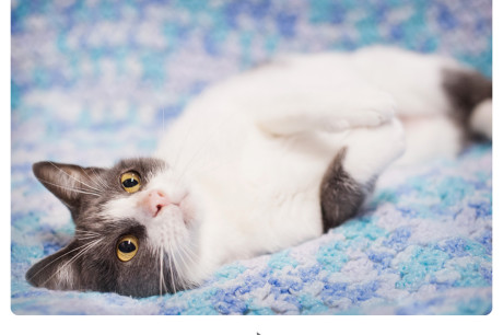 Photo of a white and gray cat