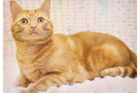 Photo of an orange tabby cat