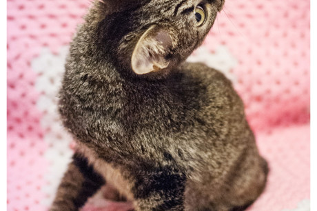 Photo of a tabby cat in a contorted position