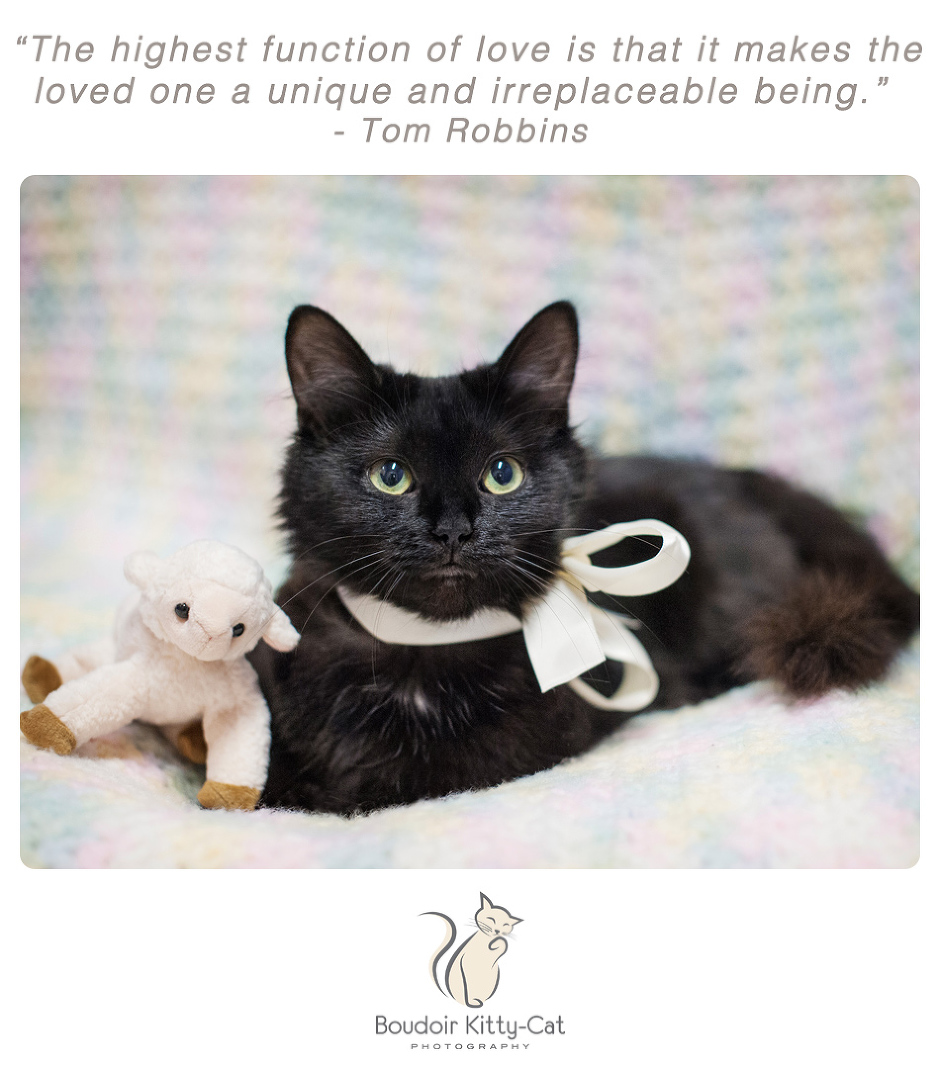 Photo of a young black cat with a lamb toy