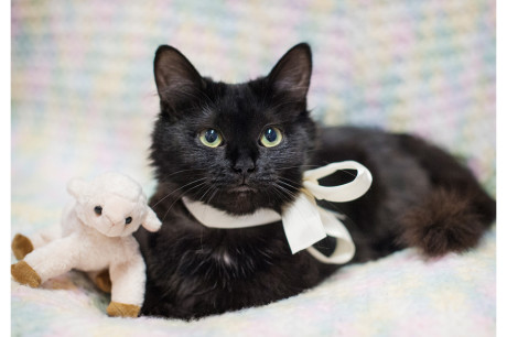 Photo of a young black cat with a lamb toy