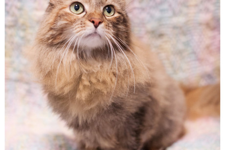 Photo of a long haired, brown tabby cat