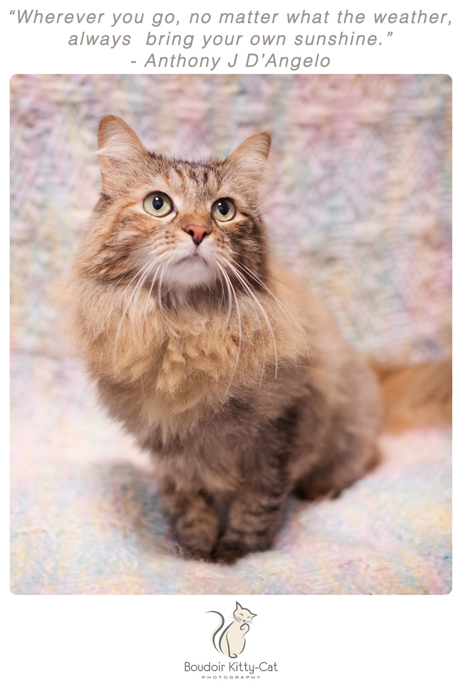 Photo of a long haired, brown tabby cat