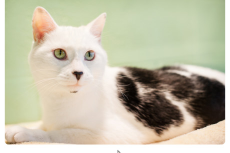 Photo of a black and white cat