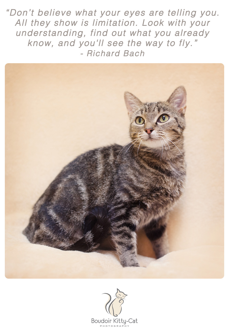 Photo of a tabby cat