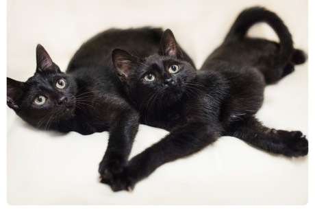 Photo of two black kittens