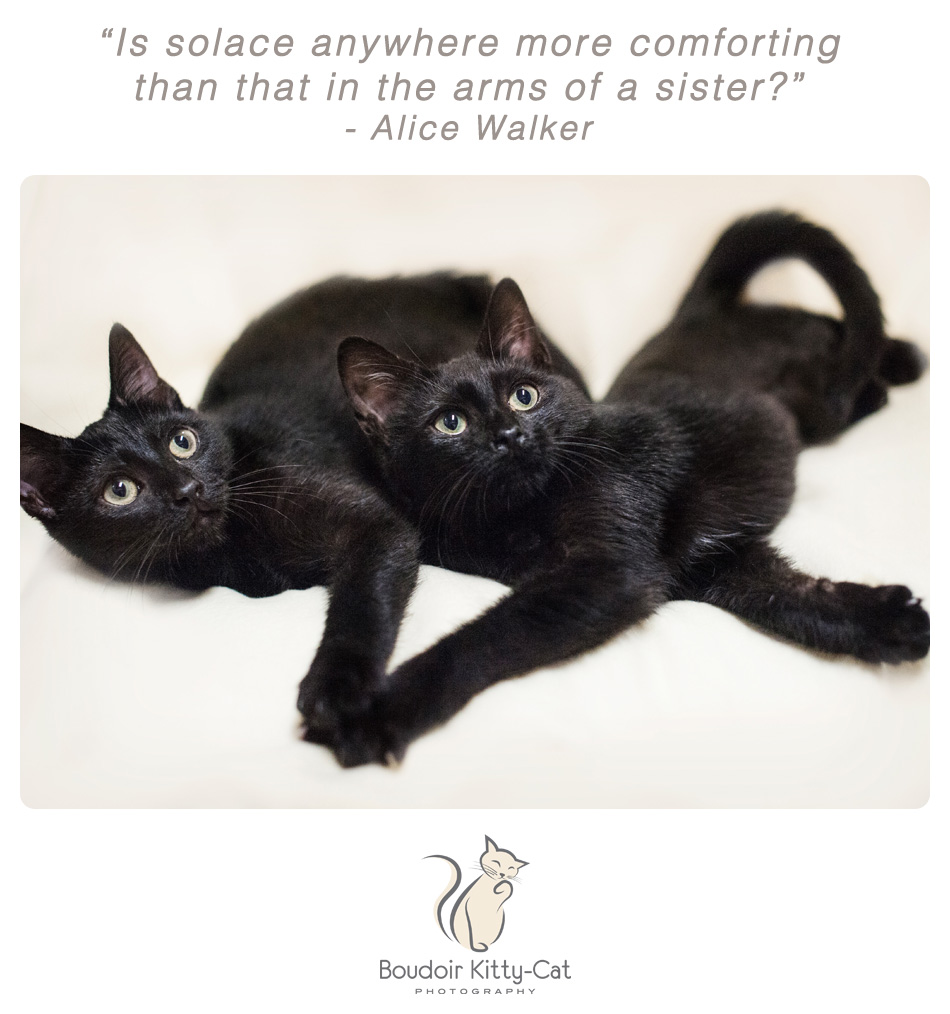 Photo of two black kittens