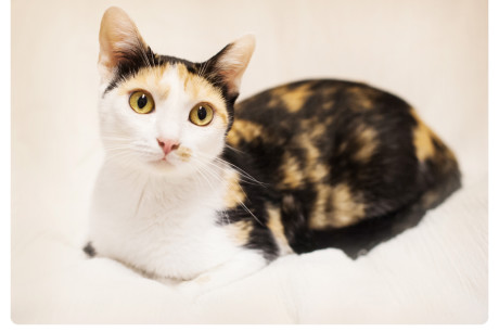 Photo of a calico cat