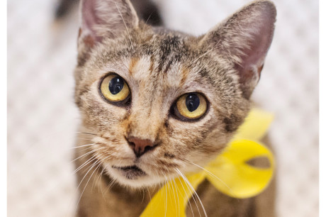 Photo of a brown tabby cat wearing a yellow ribbon