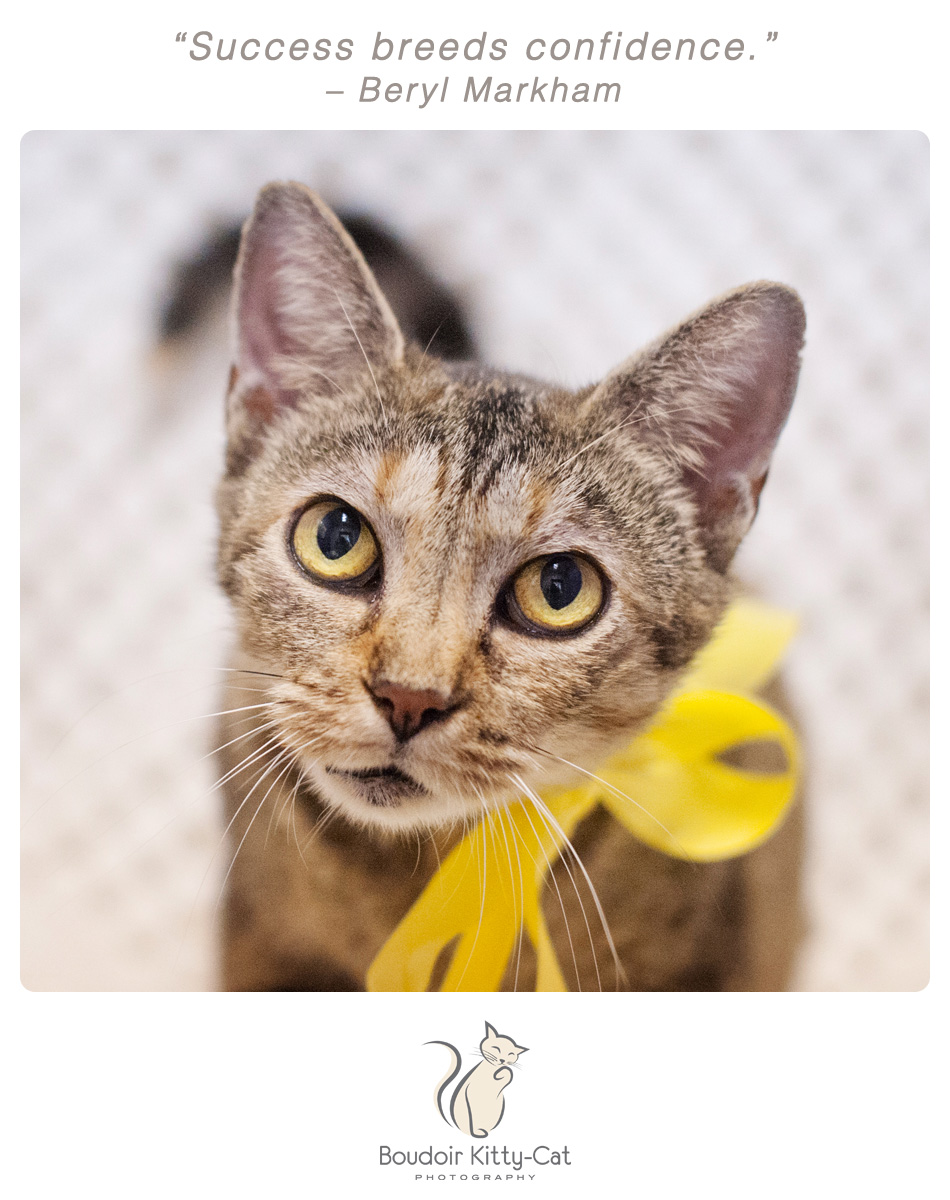 Photo of a brown tabby cat wearing a yellow ribbon