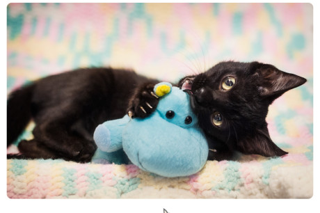 Photo of a little black kitten and a hippo toy