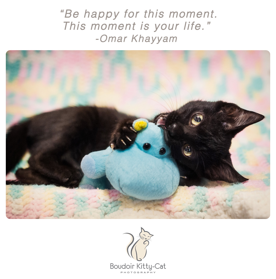 Photo of a little black kitten and a hippo toy