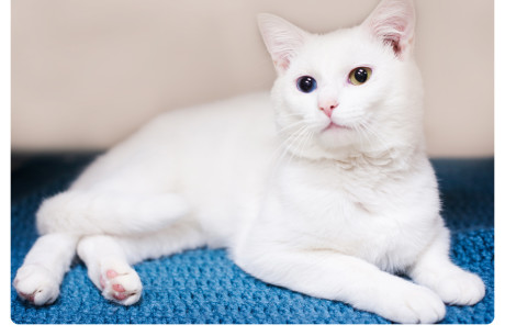 Photo of a white cat with blue and green eyes