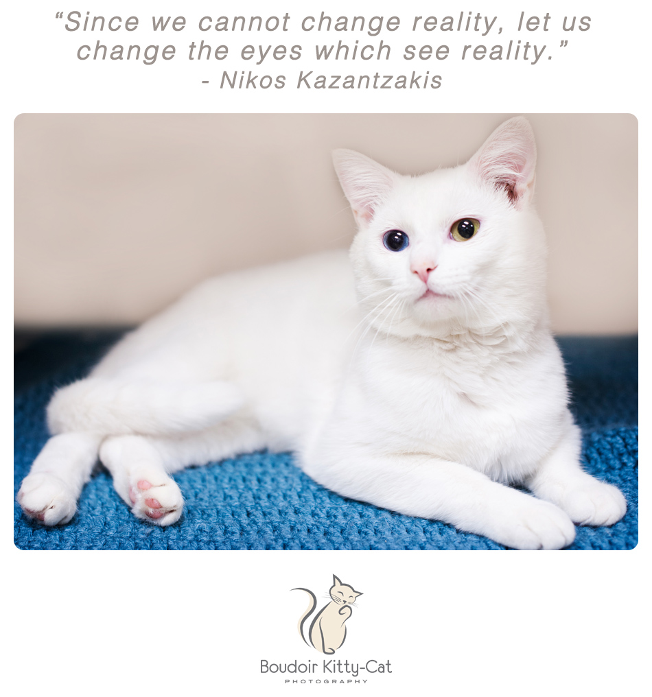 Photo of a white cat with blue and green eyes