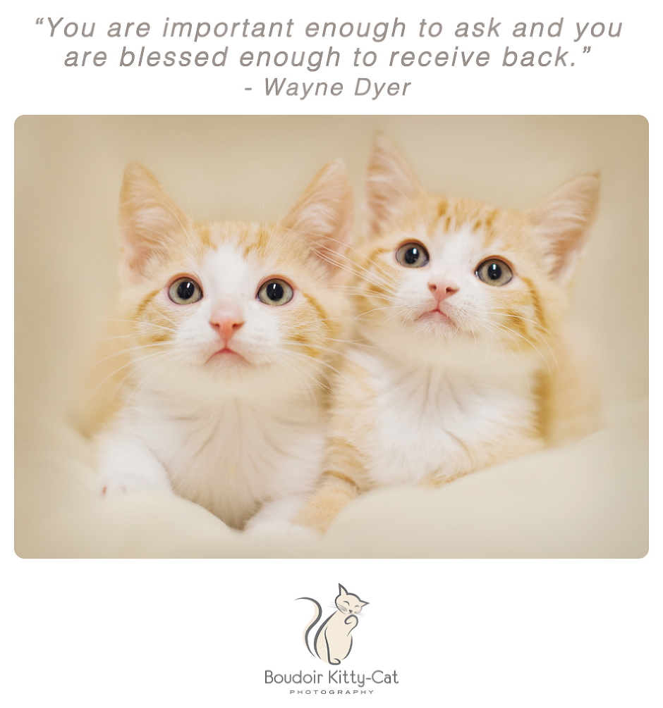 Photo of two white and orange tabby kittens