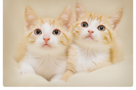 Photo of two white and orange tabby kittens