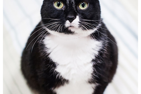 Photo of a tuxedo cat