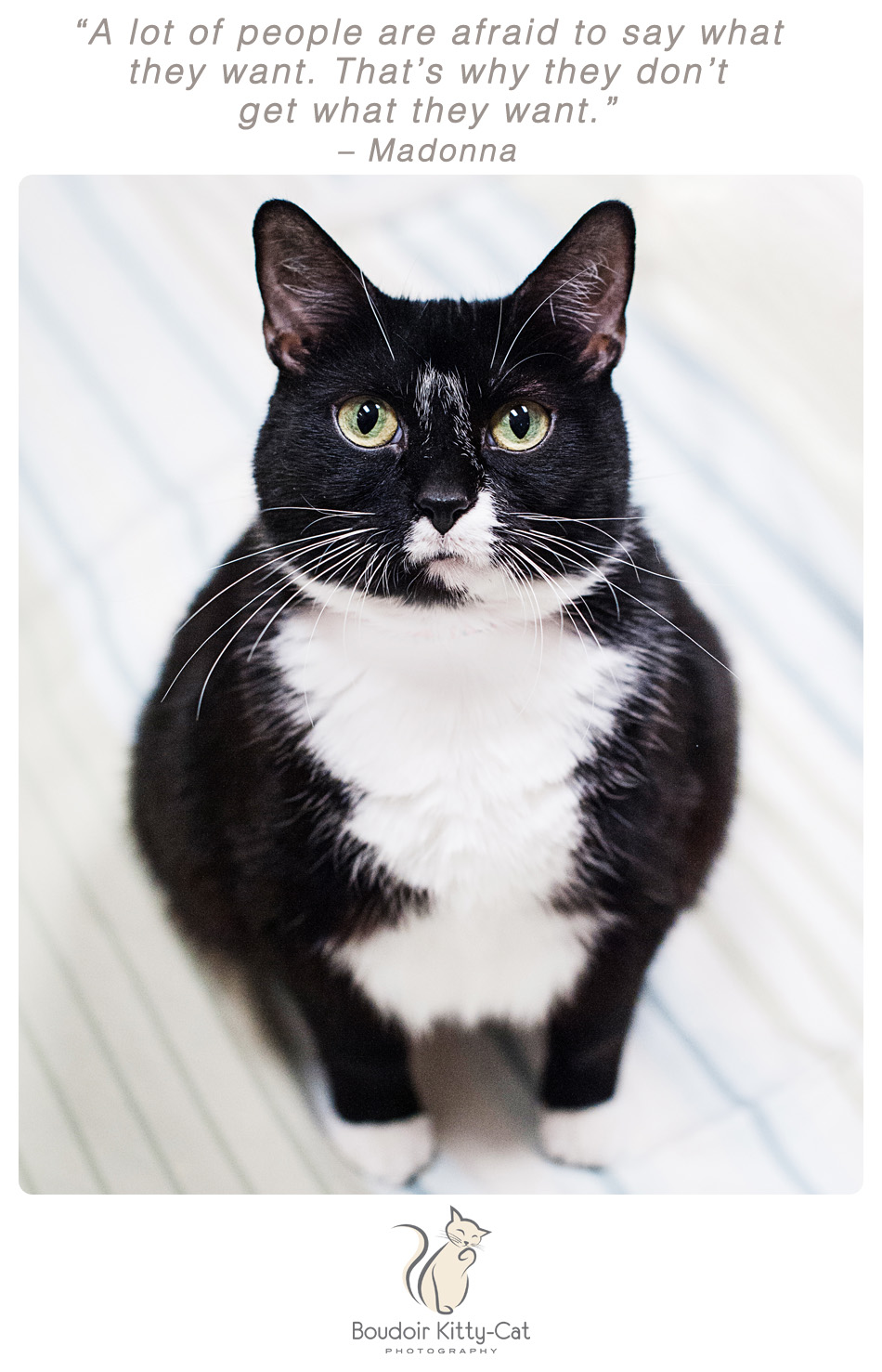 Photo of a tuxedo cat