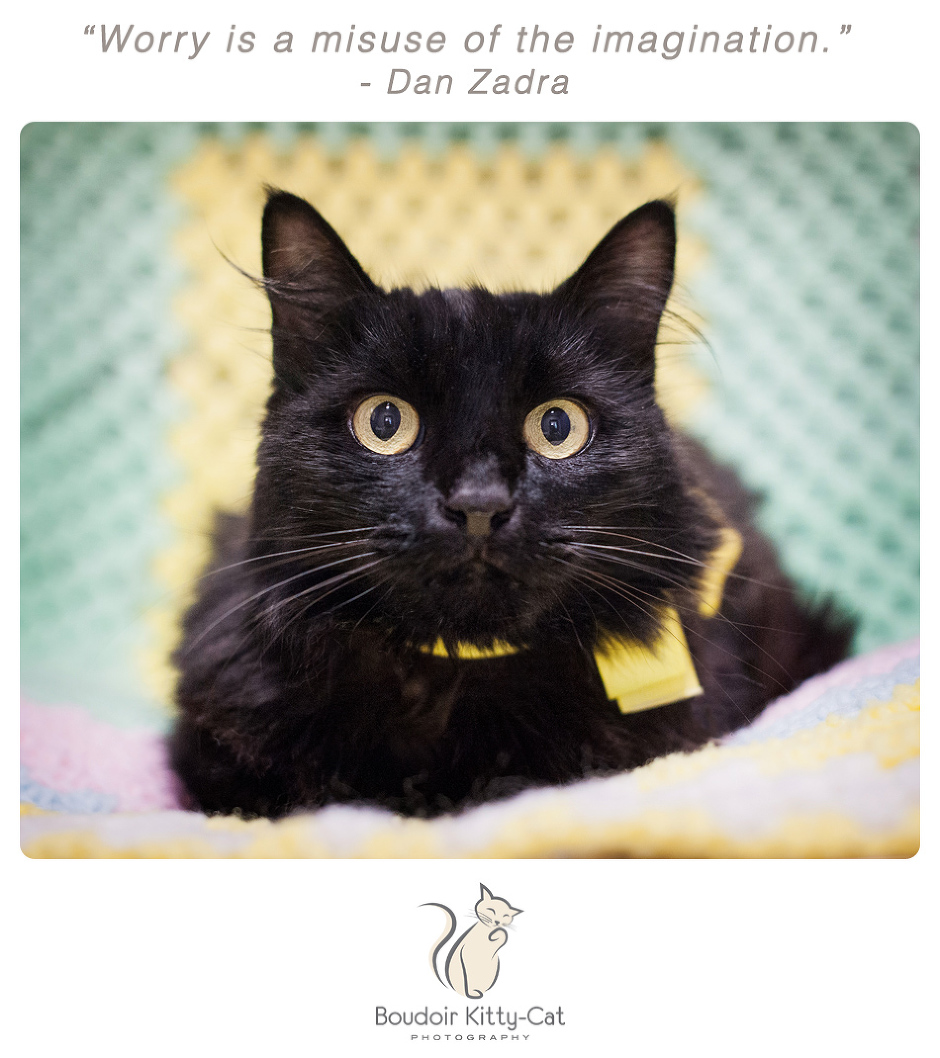 Photo of a black cat wearing a yellow ribbon