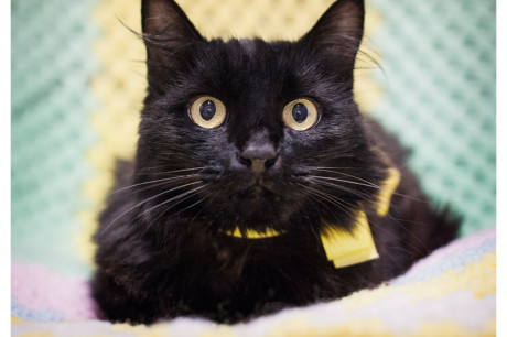 Photo of a black cat wearing a yellow ribbon