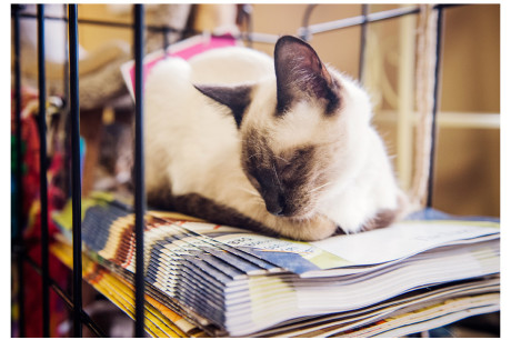 Photo of a Siamese cat sleeping