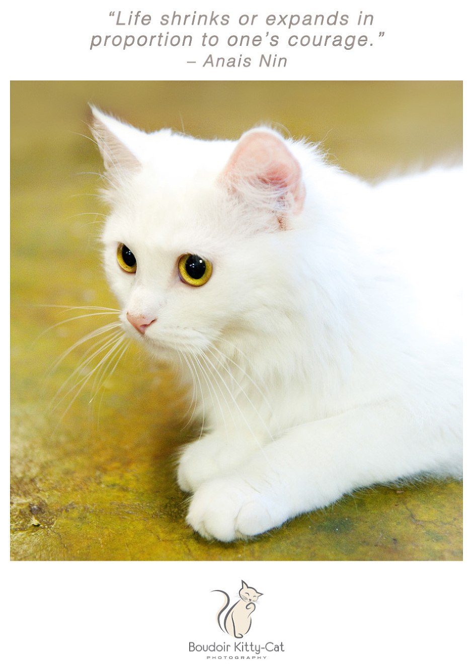 Photo of a white cat