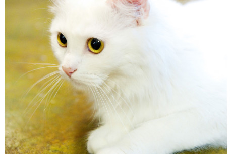 Photo of a white cat