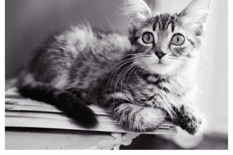 Black and white photo of a tabby kitten