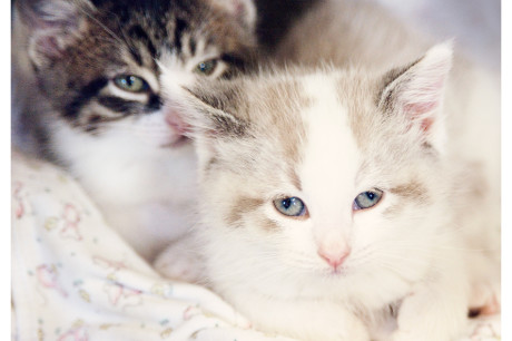 Photo of two kittens