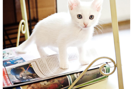 Photo of a white kitten