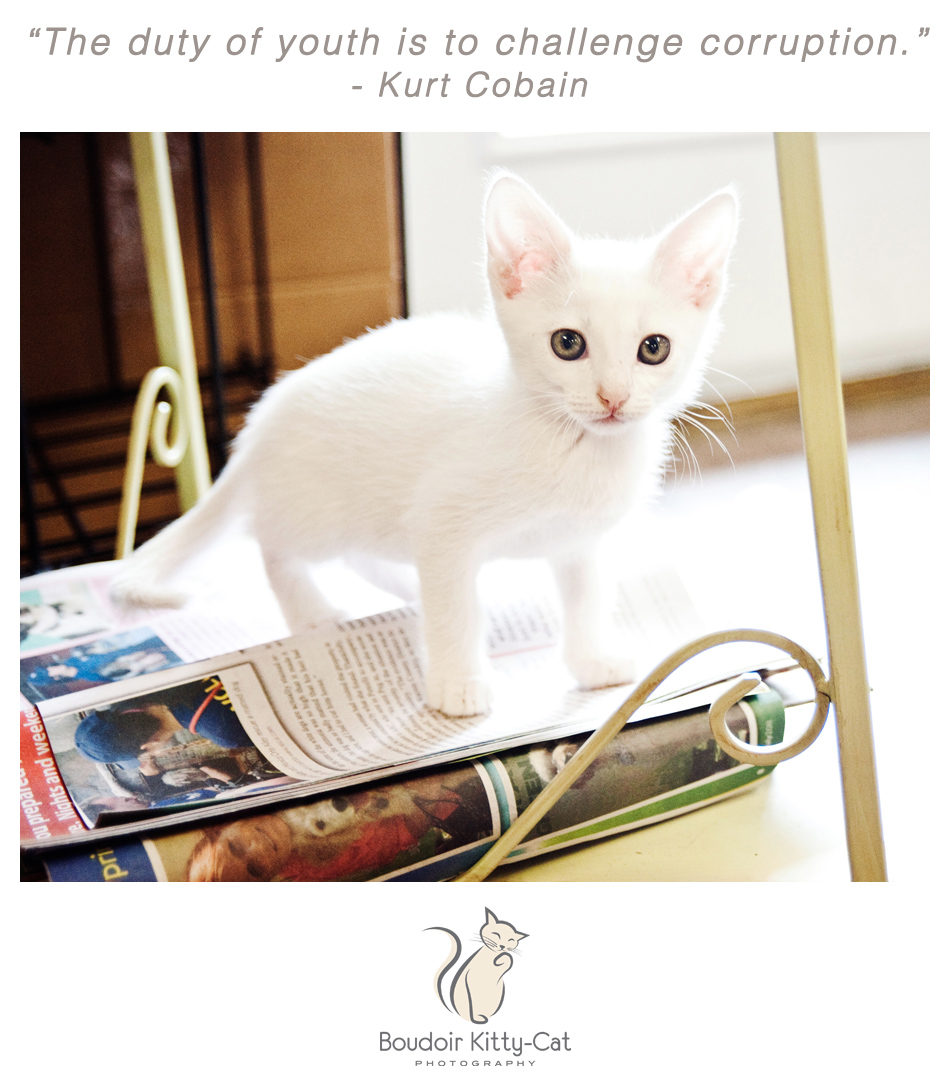 Photo of a white kitten