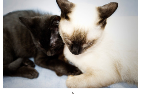 Photo of two young cats napping together