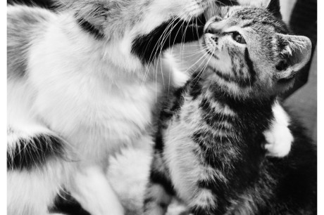 Photo of an adult cat bathing a kitten