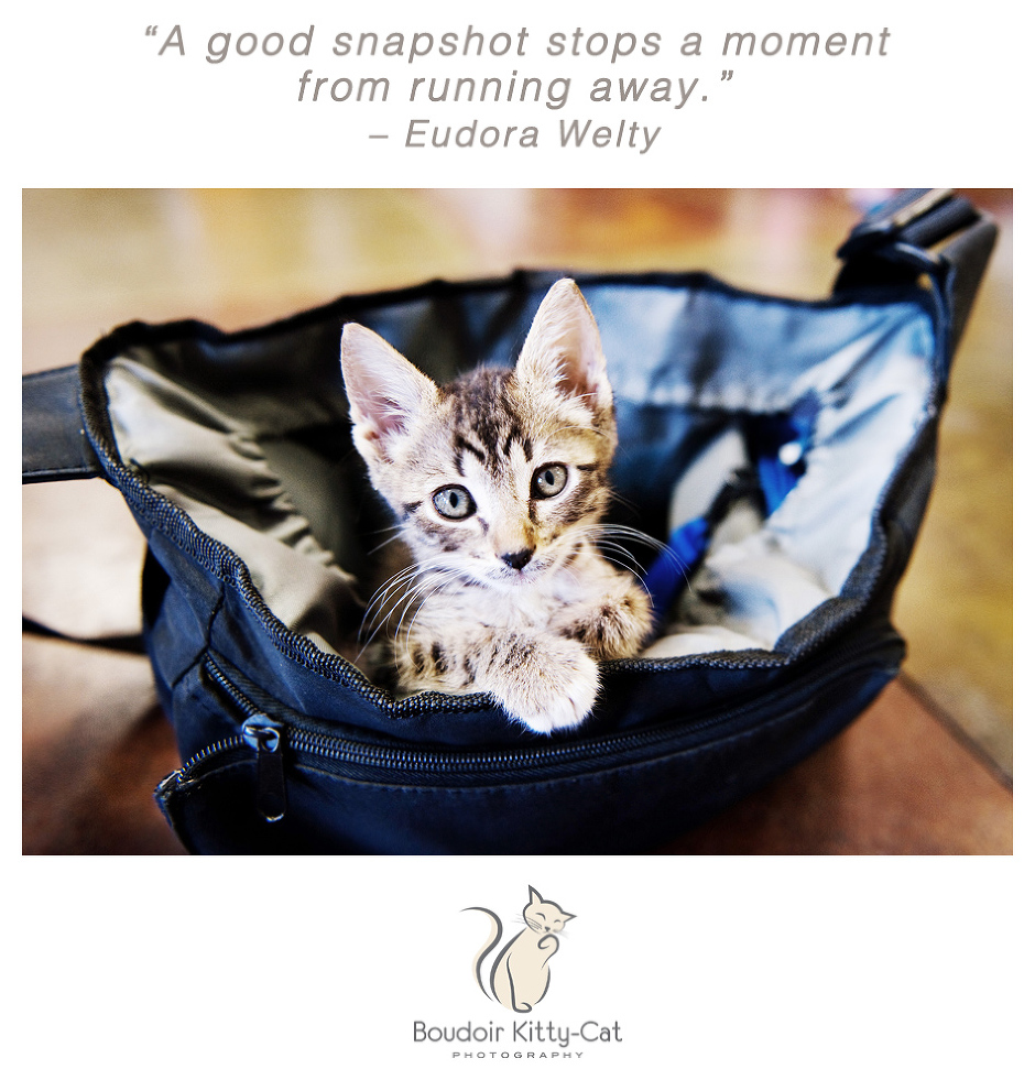 Photo of a tabby kitten in a camera bag